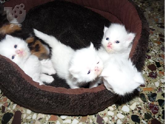 PoulaTo: Πωλούνται περσικά  γατάκια άσπρα και χρωματιστά Περσική (Persian) Περσική (Persian)